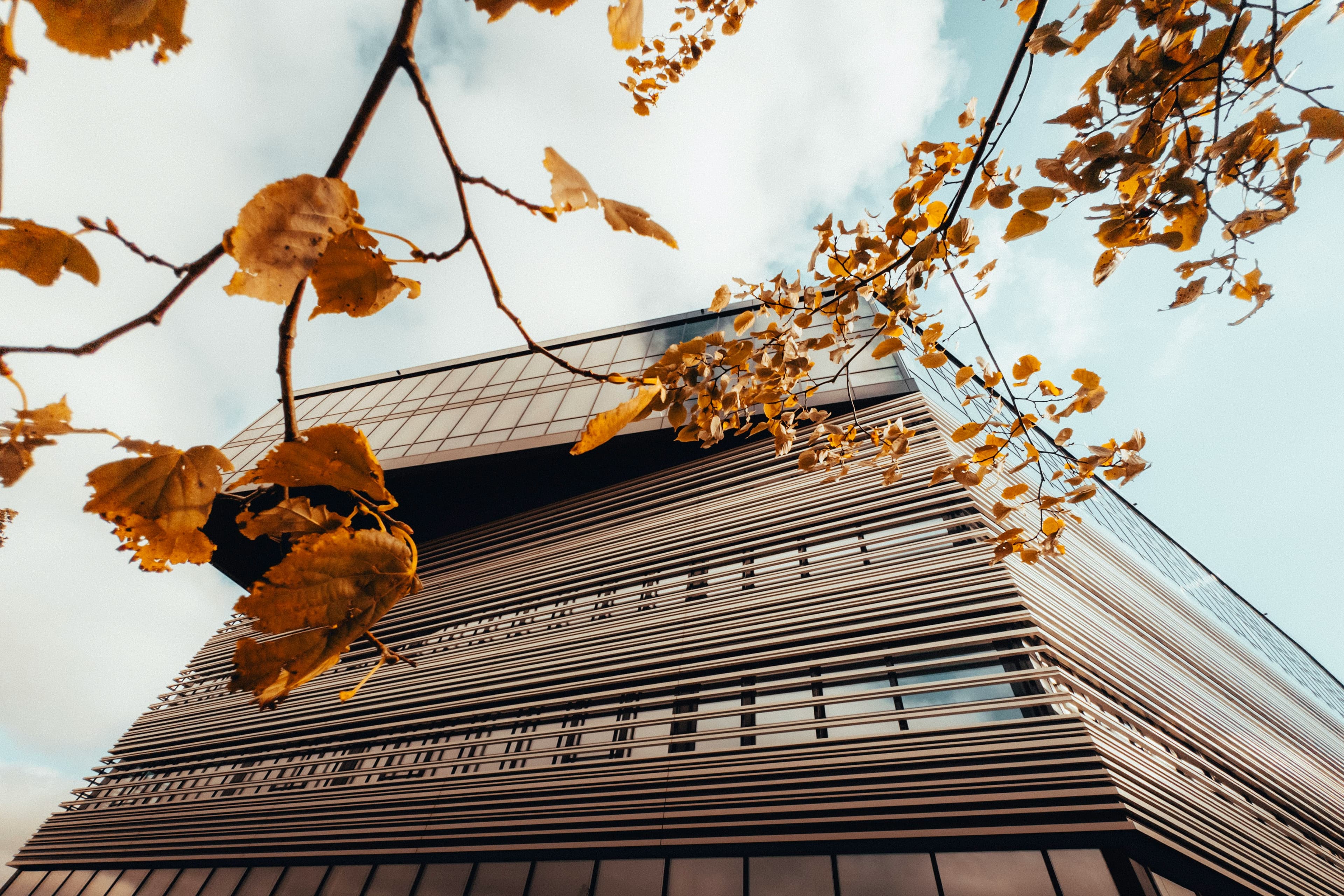 Folhas de outono em primeiro plano com um prédio moderno ao fundo